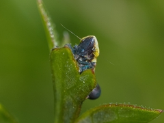Diplocolenus abdominalis