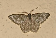 Chloropteryx opalaria