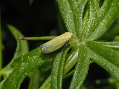 Diplocolenus abdominalis