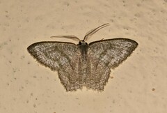 Chloropteryx opalaria