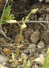 Cerastium ramosissimum