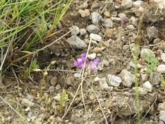 Cerastium ramosissimum