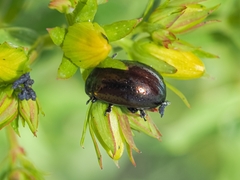 Chrysolina hyperici