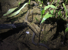 Monopterus javanensis