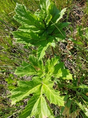 Heracleum sosnowskyi