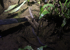 Monopterus javanensis