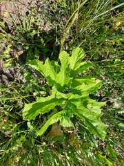 Heracleum sosnowskyi