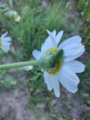 Anthaxia scorzonerae