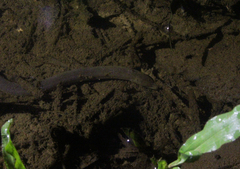 Monopterus javanensis