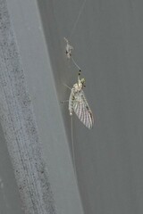 Stenacron interpunctatum