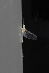 Stenacron interpunctatum