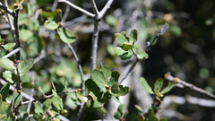 Quercus × alvordiana