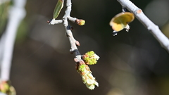 Quercus × alvordiana