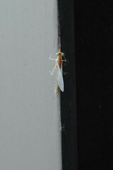 Stenacron interpunctatum