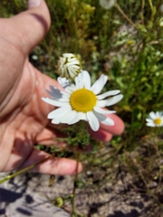 Tripleurospermum inodorum