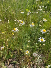 Tripleurospermum inodorum