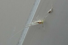 Stenacron interpunctatum