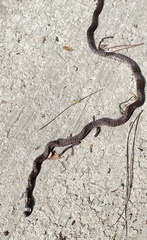 Sinomicrurus annularis