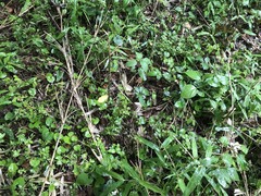 Delphinium anthriscifolium