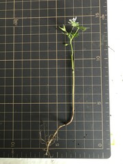 Delphinium anthriscifolium