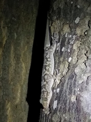 Hemidactylus graniticolus