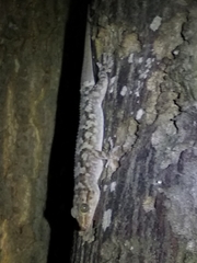 Hemidactylus graniticolus