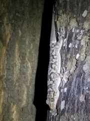 Hemidactylus graniticolus