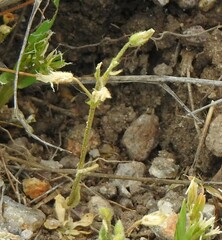 Cerastium ramosissimum