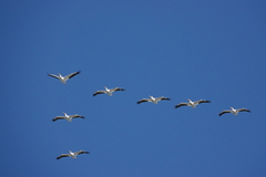 Pelecanus erythrorhynchos