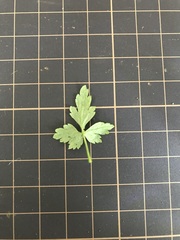 Delphinium anthriscifolium