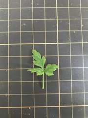 Delphinium anthriscifolium