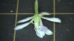 Delphinium anthriscifolium