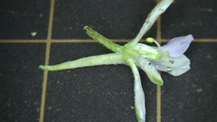 Delphinium anthriscifolium