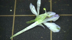 Delphinium anthriscifolium