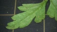 Delphinium anthriscifolium