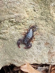 Euscorpius carpathicus