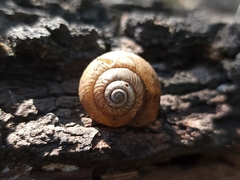 Sauroconcha jervisensis