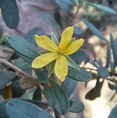 Hibbertia hexandra