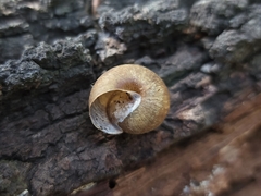 Sauroconcha jervisensis