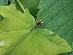 Maccaffertium pulchellum