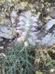 Acanthus spinosus