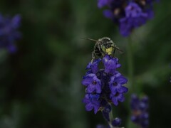 Anthophora bimaculata