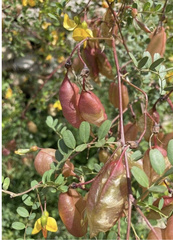 Colutea