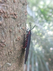 Gynautocera rubriscutellata