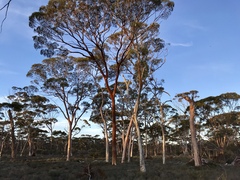 Eucalyptus salmonophloia