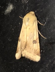 Heliothis peltigera