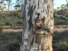 Eucalyptus salmonophloia