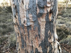 Eucalyptus salmonophloia