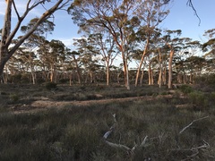 Eucalyptus salmonophloia