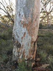 Eucalyptus salmonophloia